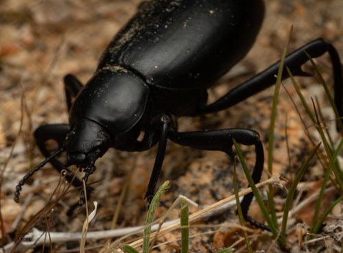 scarabeo nero — Bild 3
