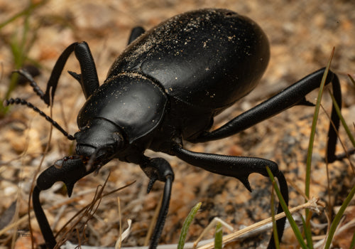scarabeo nero — Bild 4