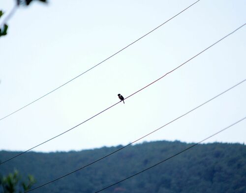 Stonechat — Bild 4