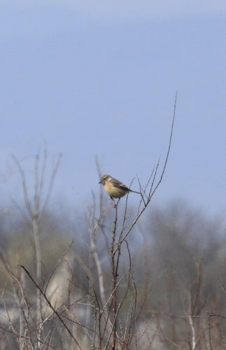 Stonechat — foto 4 di 11