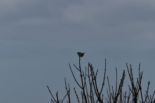 Stonechat — foto 5 di 11