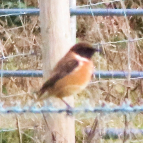 Stonechat — Bild 3