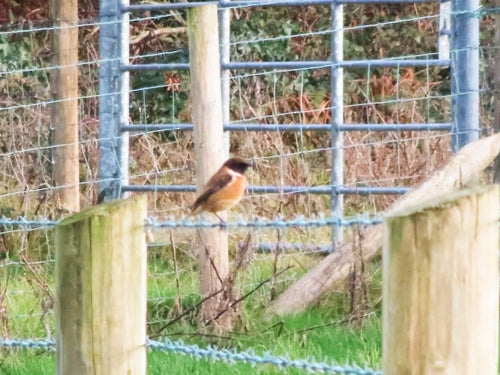 Stonechat — Bild 2