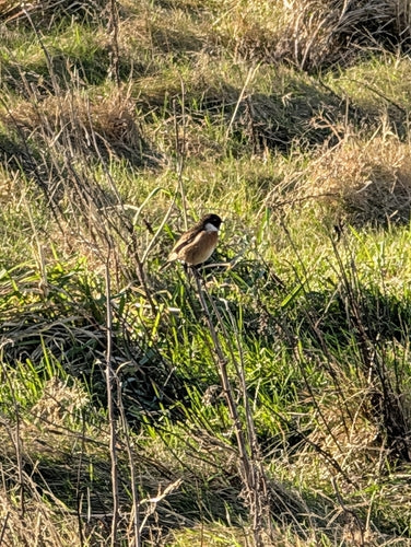 Stonechat — Bild 5