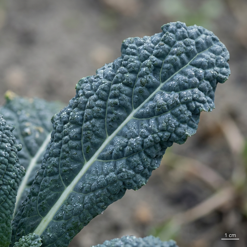 Cavolo nero