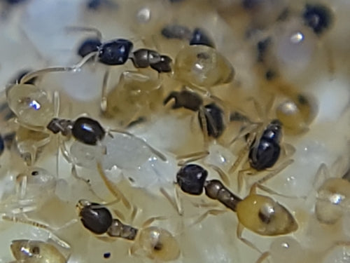 Formica dalla testa nera — Bild 3