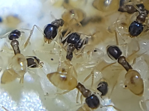 Formica dalla testa nera — Bild 2