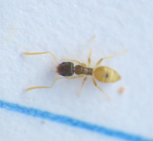 Formica dalla testa nera — Bild 1