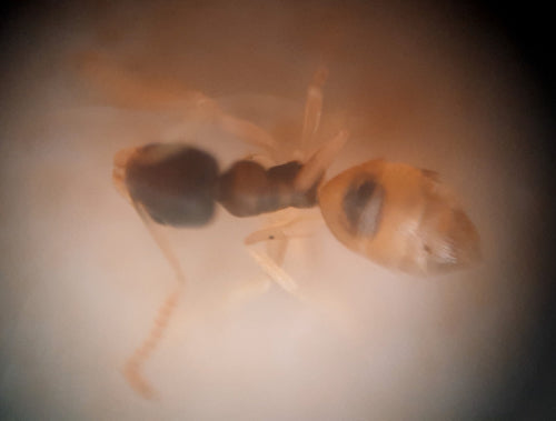 Formica dalla testa nera — Bild 5