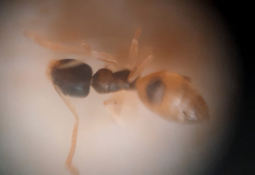 Formica dalla testa nera — Bild 4