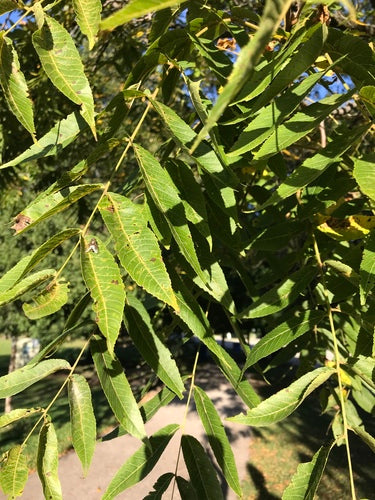 Noce nera — Bild 3