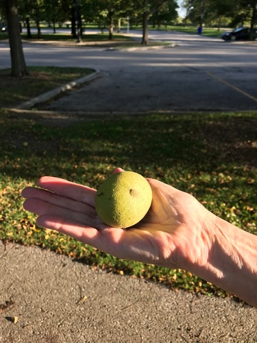 Noce nera — Bild 4