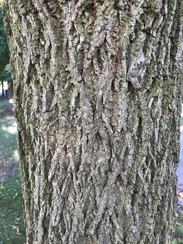 Noce nera — Bild 5