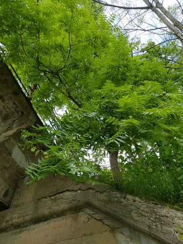 Noce nera — Bild 1