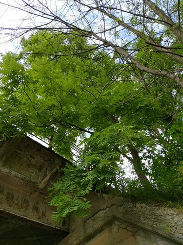 Noce nera — Bild 2