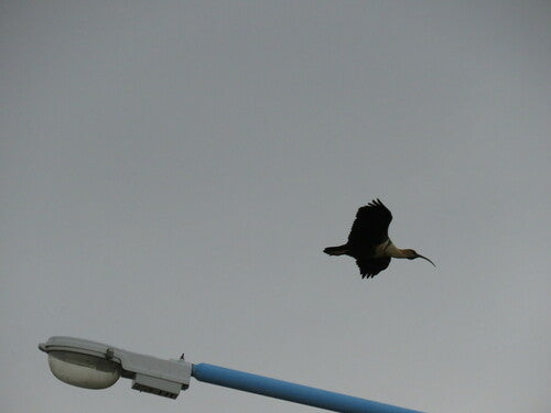 Ibis dalla groppa nera — Bild 2