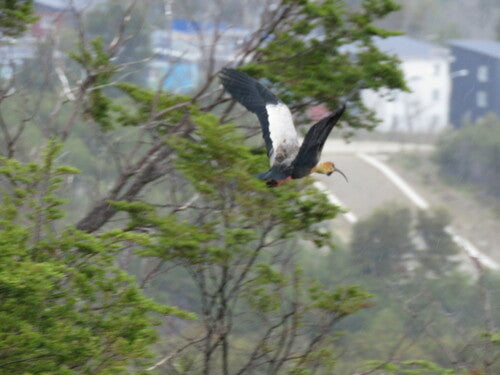 Ibis dalla groppa nera — Bild 5