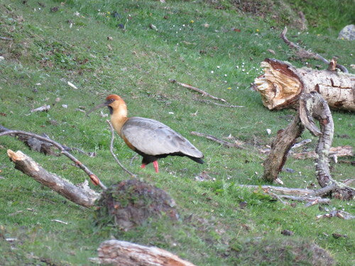Ibis dalla groppa nera — Bild 4
