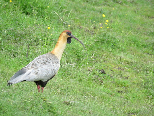 Ibis dalla groppa nera — Bild 3