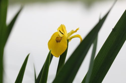 Iris (genere) — Bild 4