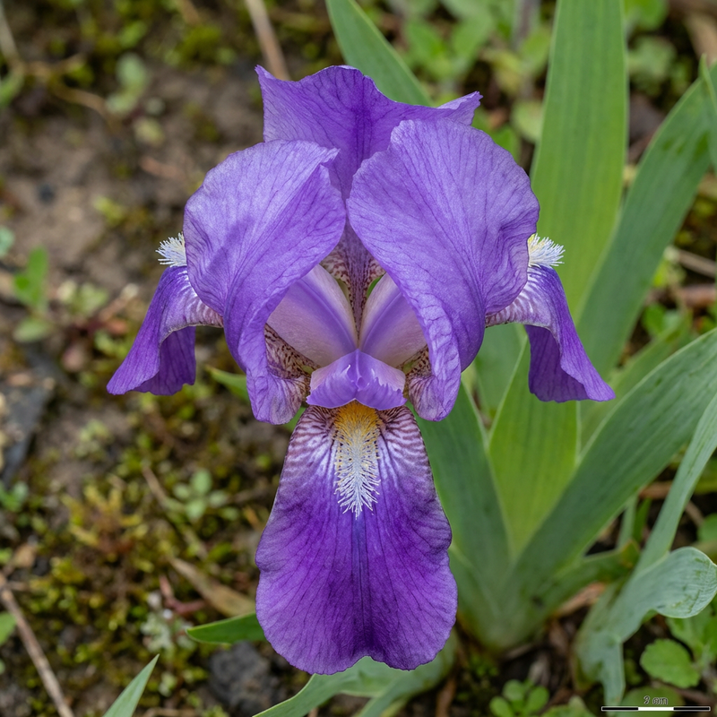 Iris (genere)