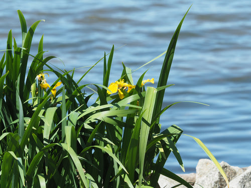 Iris (genere) — Bild 2