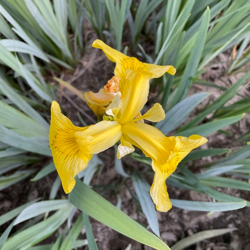 Iris (genere) — Bild 5