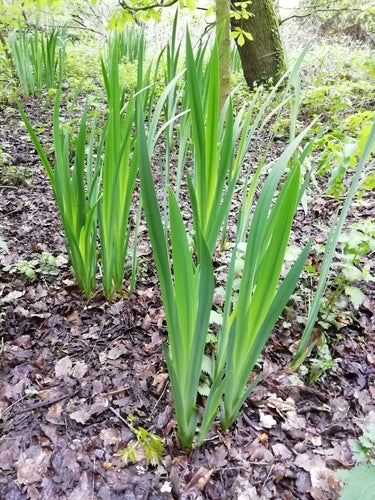 Iris (genere) — Bild 3
