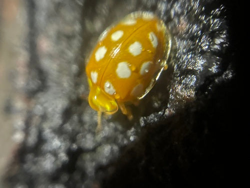 Coccinella a sedici macchie — Bild 5