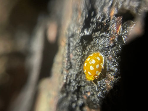 Coccinella a sedici macchie — Bild 4