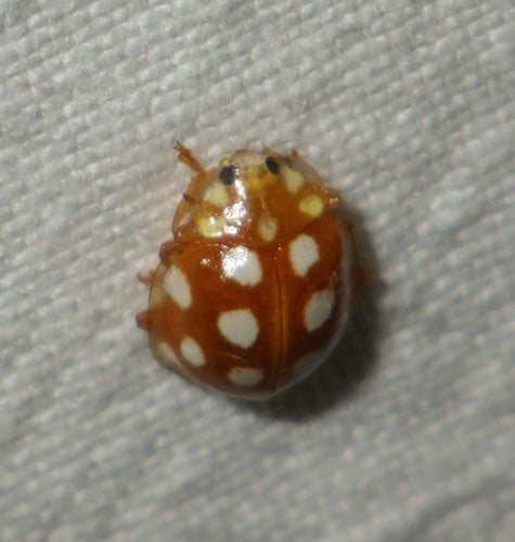 Coccinella a sedici macchie — Bild 2