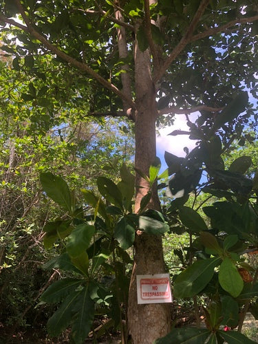 Mandorlo marino — foto 5 di 11