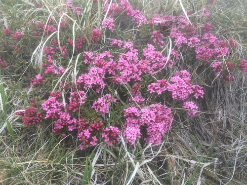dafne — Bild 5
