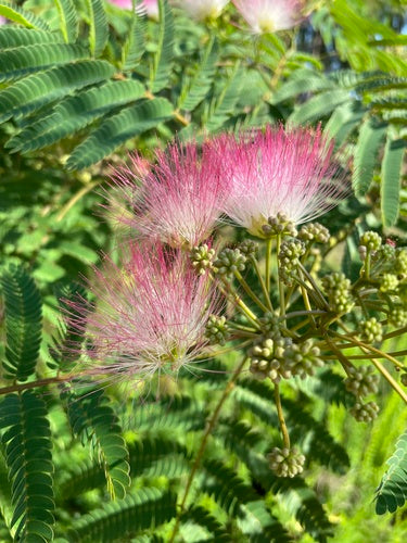 Albero di seta — Bild 5