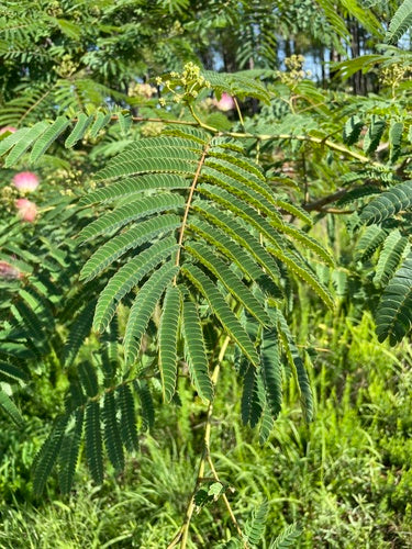 Albero di seta — Bild 4