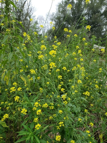 Cavolo senape — foto 3 di 10