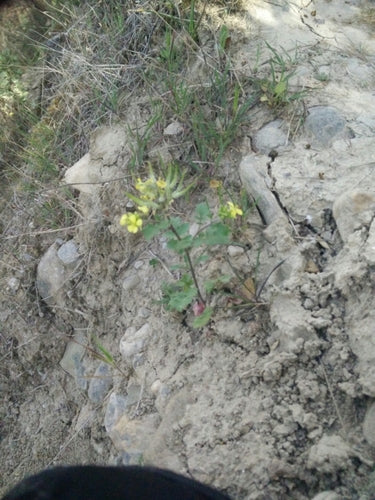 Pianta di senape — Bild 5