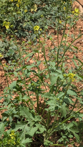 Pianta di senape — Bild 4
