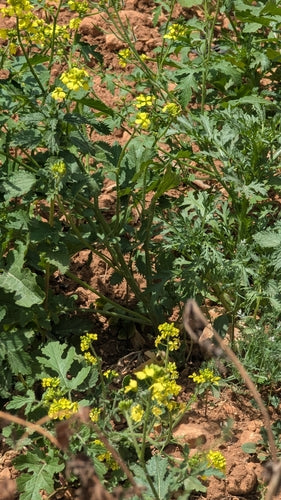 Pianta di senape — Bild 3