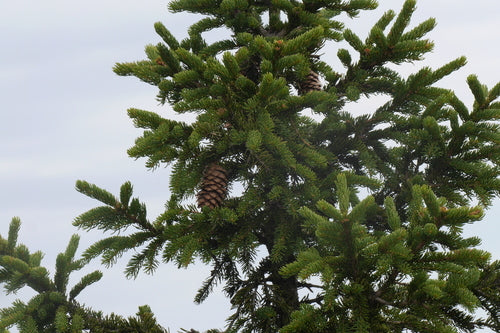 Abete rosso serbo — Bild 3