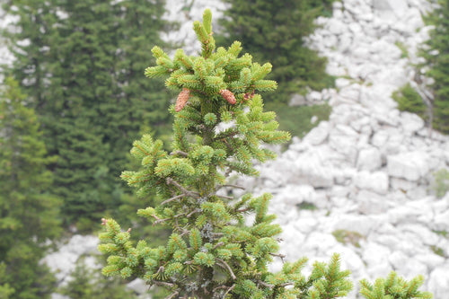 Abete rosso serbo — Bild 2