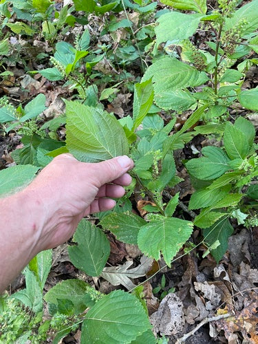Shiso — foto 4 di 11