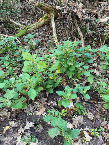 Shiso — foto 5 di 11