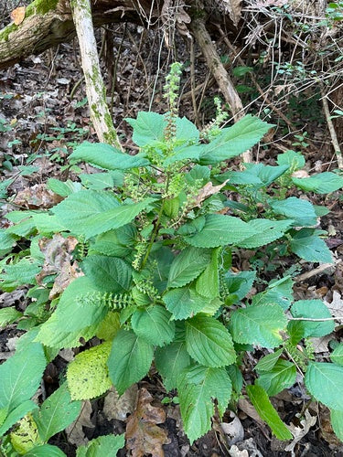 Shiso — Bild 5