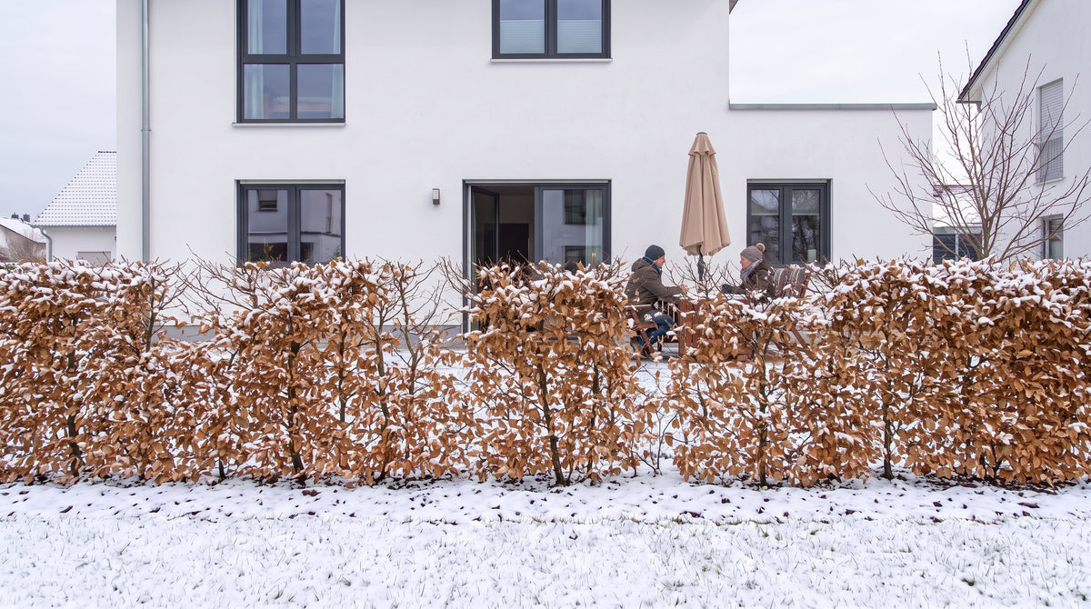 Carpino bianco come siepe alta 1,80 m (Inverno) davanti alla terrazza dei vicini – visualizzazione IA