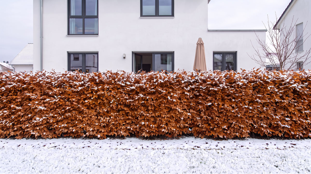 Faggio come siepe alta 1,80 m (Inverno) davanti alla terrazza dei vicini – visualizzazione IA