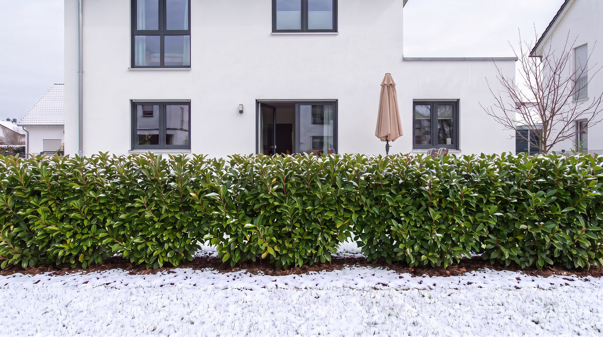 Lauro portoghese come siepe alta 1,80 m (Inverno) davanti alla terrazza dei vicini – visualizzazione IA
