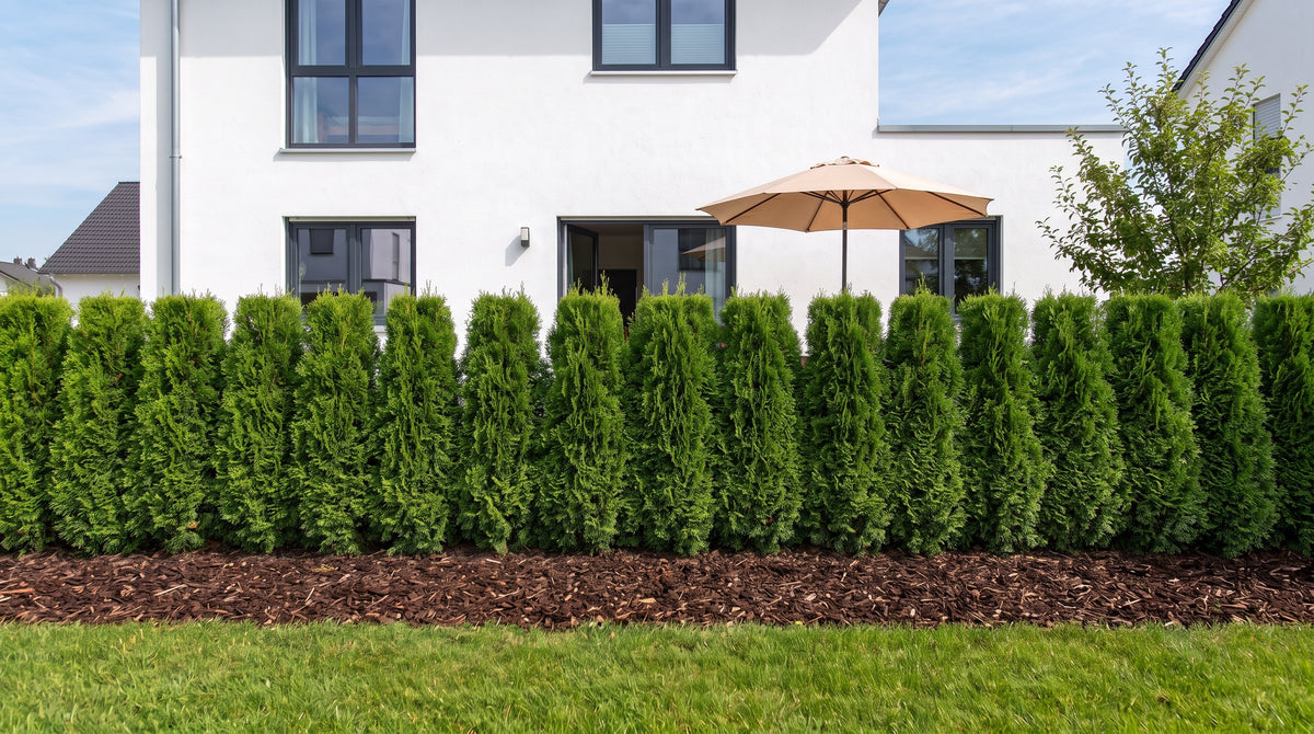 Thuja 'Smaragd' - albero della vita per siepi strette e private come siepe alta 1,80 m (Estate) davanti alla terrazza dei vicini – visualizzazione IA