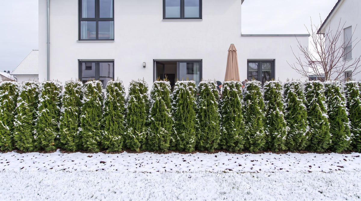 Thuja 'Smaragd' - albero della vita per siepi strette e private come siepe alta 1,80 m (Inverno) davanti alla terrazza dei vicini – visualizzazione IA