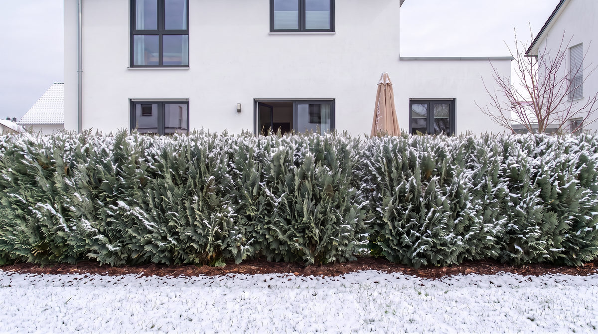 Cipresso di Leyland come siepe alta 1,80 m (Inverno) davanti alla terrazza dei vicini – visualizzazione IA